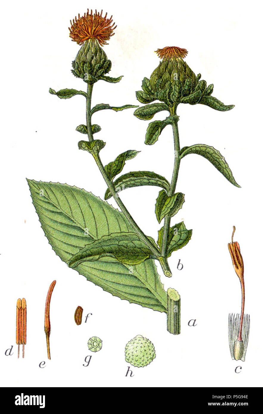 N/A. Carthamus tinctorius L. Didascalia originale Echter su Saflor, Carthamus tinctorius . 1796. Johann Georg Sturm (pittore: Jacob Sturm) 279 Carthamus tinctorius Sturm21 Foto Stock