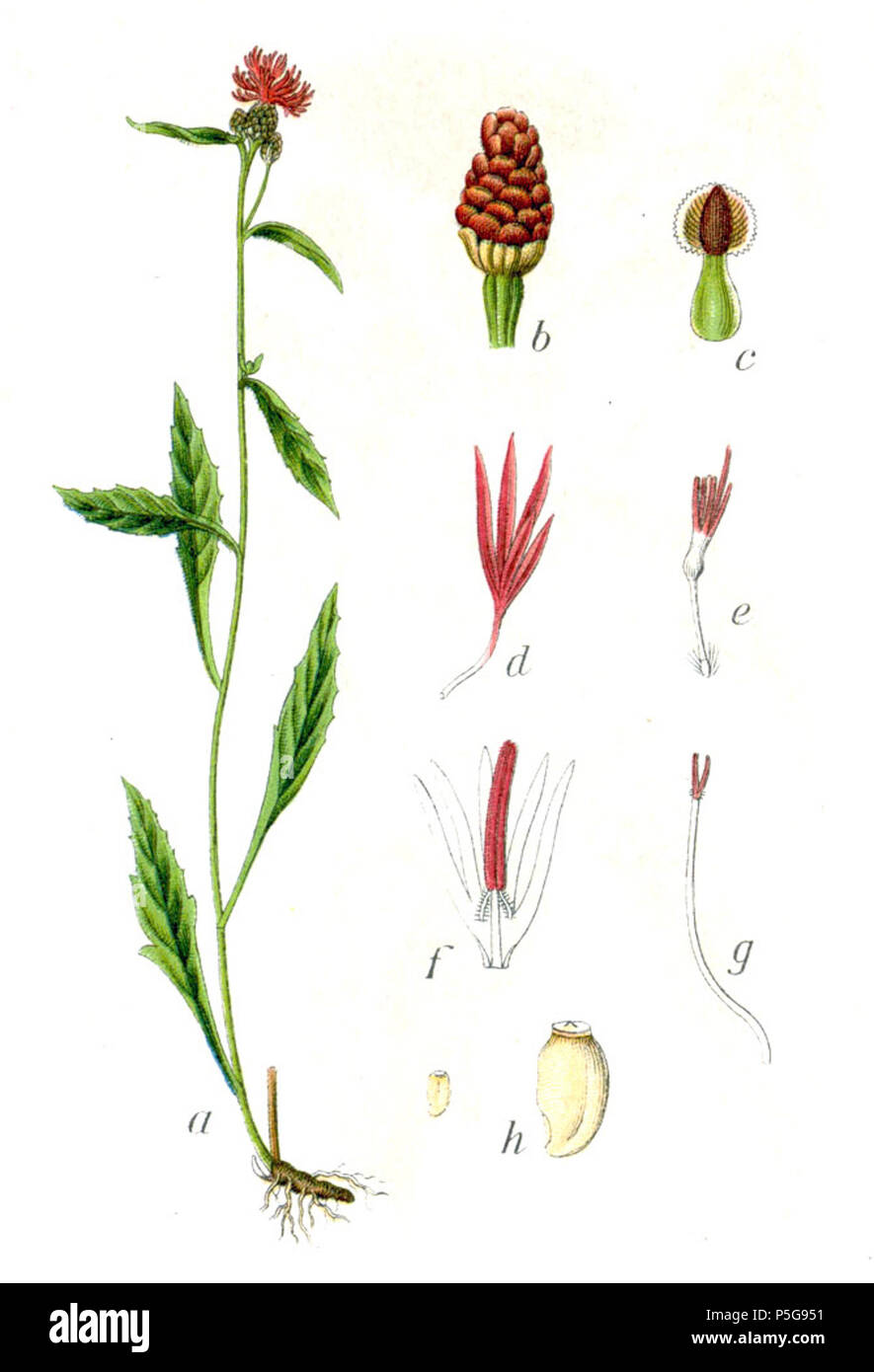 N/A. Centaurea jacea L. s. l. Didascalia originale Gemeine Flockenblume, Centaurea jacea . 1796. Johann Georg Sturm (pittore: Jacob Sturm) 286 Centaurea jacea Sturm22 Foto Stock