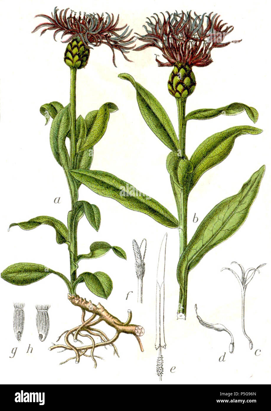 N/A. Centaurea montana L. s. l. Didascalia originale Gemeine Bergcyane, Centaurea montana . 1796. Johann Georg Sturm (pittore: Jacob Sturm) 286 la Centaurea montana Sturm25 Foto Stock