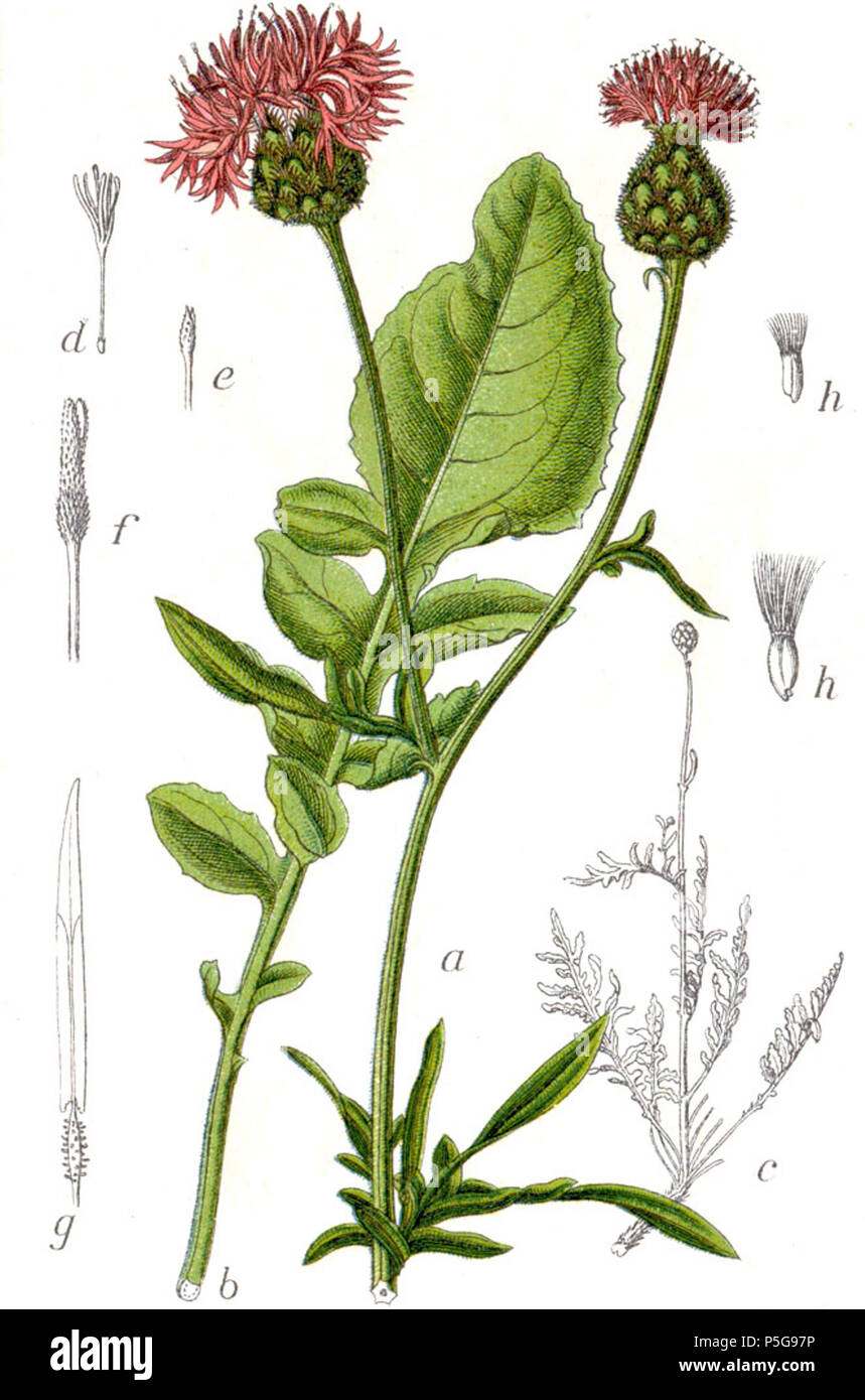 N/A. Centaurea scabiosa L. s. l. Didascalia originale Skabiosenähnliche Flockenblume, Centaurea scabiosa . 1796. Johann Georg Sturm (pittore: Jacob Sturm) 286 Centaurea scabiosa Sturm27 Foto Stock