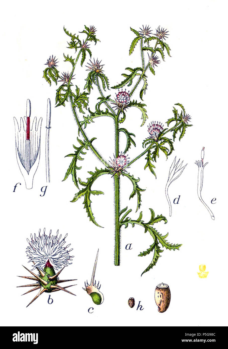 N/A. Centaurea calcitrapa L. Didascalia originale Gemeine rote Sterndistel, Centaurea calcitrapa . 1796. Johann Georg Sturm (pittore: Jacob Sturm) 286 Centaurea calcitrapa Sturm28 Foto Stock
