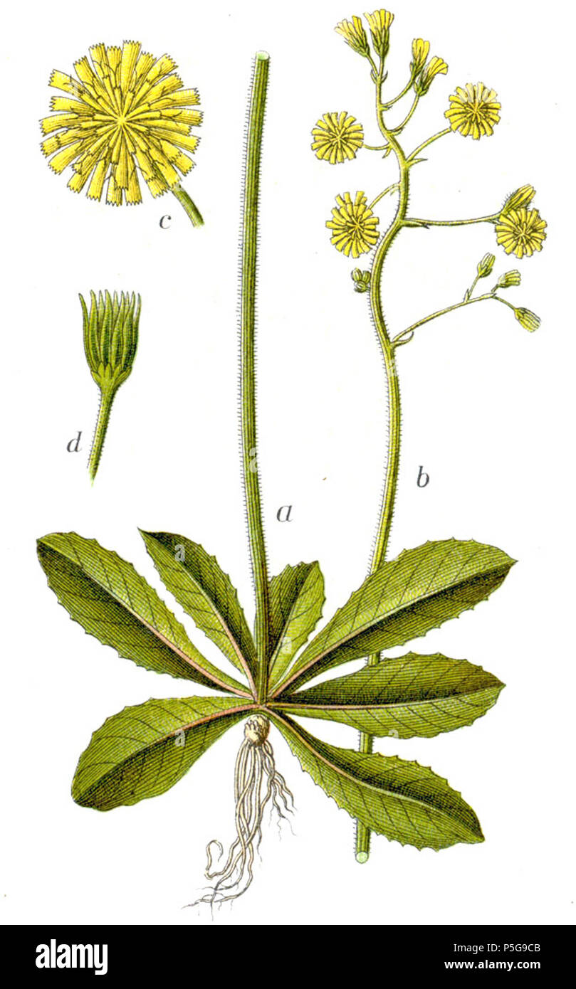 N/A. Crepis praemorsa (L.) Walther didascalia originale Mauseohr-Pippau, Crepis praemorsa . 1796. Johann Georg Sturm (pittore: Jacob Sturm) 390 Crepis praemorsa Sturm53 Foto Stock