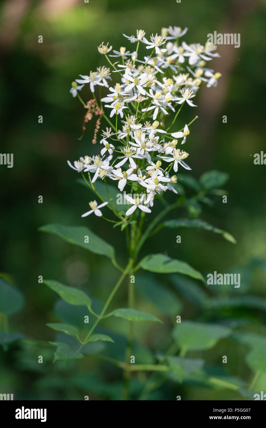 Clematide eretta fiori bianchi - nome latino - Clematis recta Foto Stock