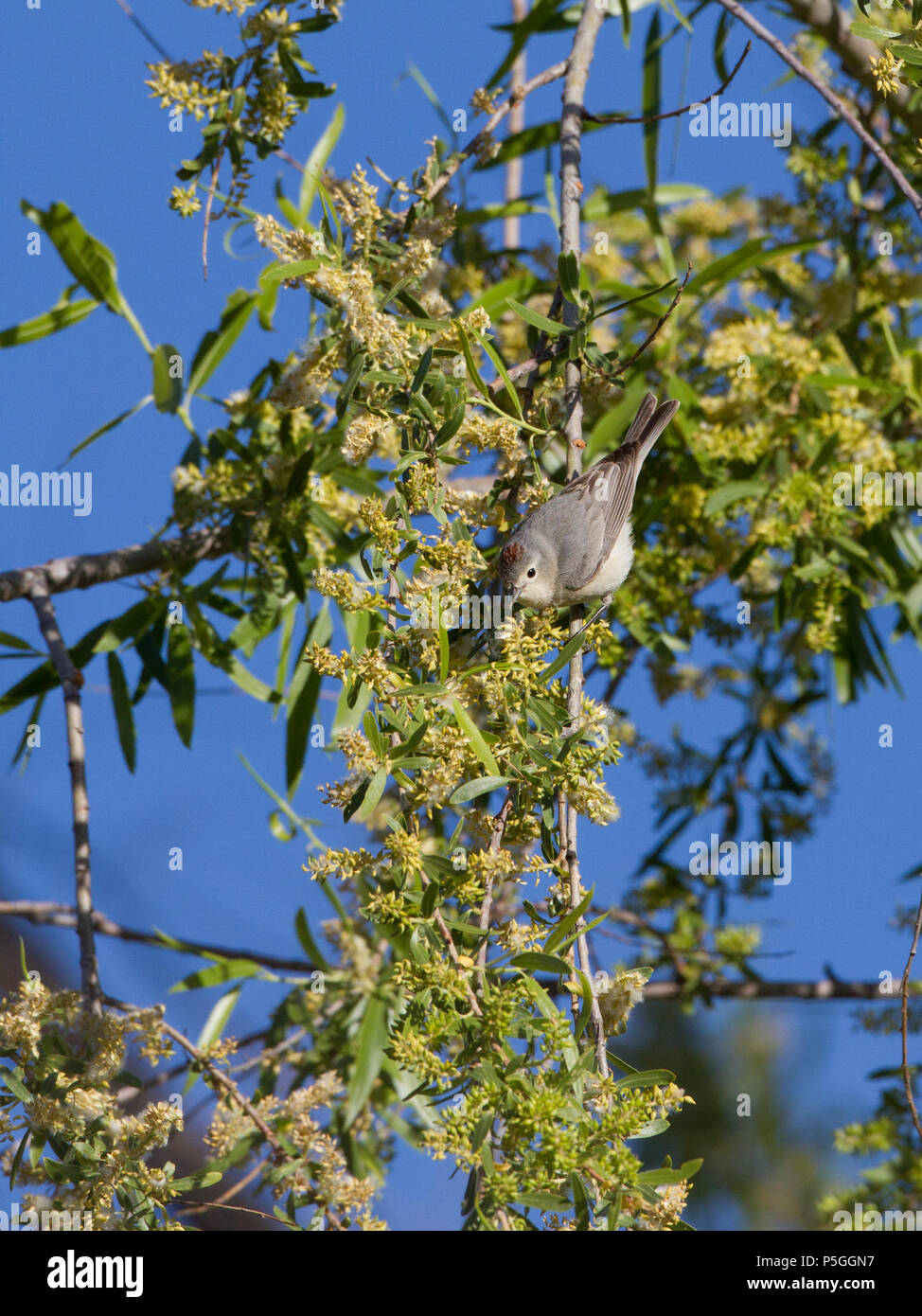 Lucy, trillo in un salice. Foto Stock