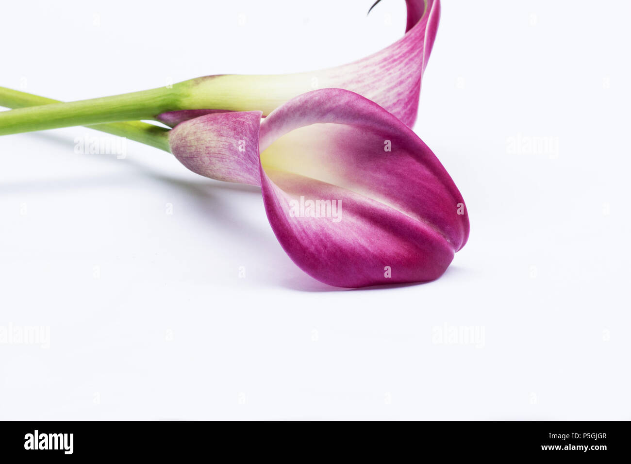 Red Arum Lily (Zantedeschia aethiopica) fiore su sfondo bianco Foto Stock