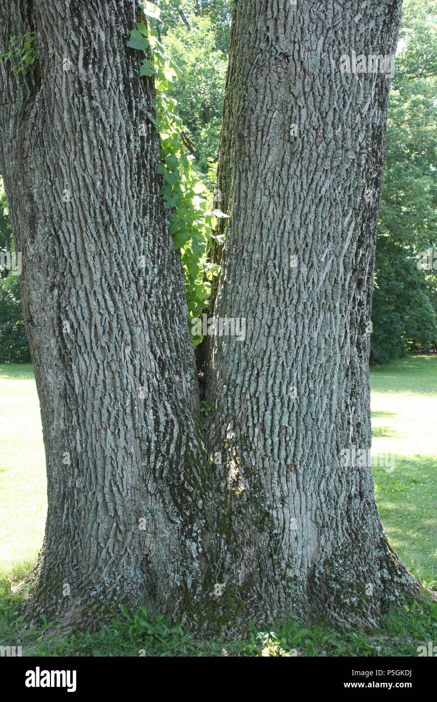 Due trunk-tree. Albero con split trunk. Foto Stock