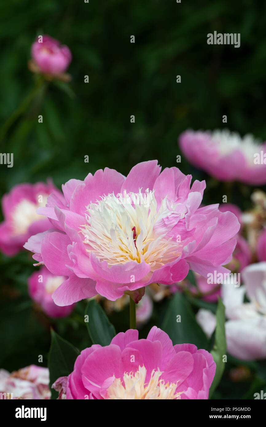 Paeonia lactiflora 'ciotola di bellezza'. Peonia fiore Foto Stock