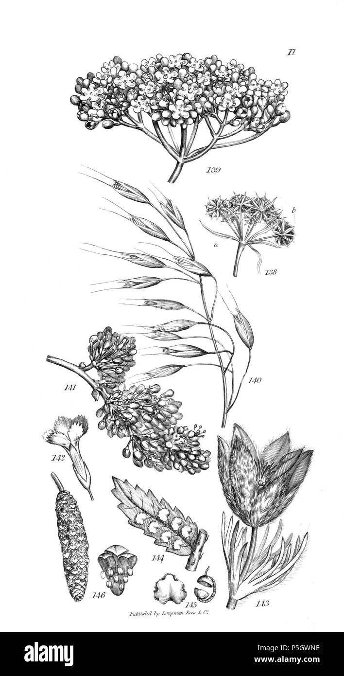 96 Un introduzione a fisiologico e sistematico botanica - piastra 11 Foto Stock