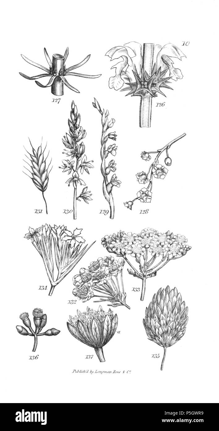 96 Un introduzione a fisiologico e sistematico botanica - piastra 10 Foto Stock