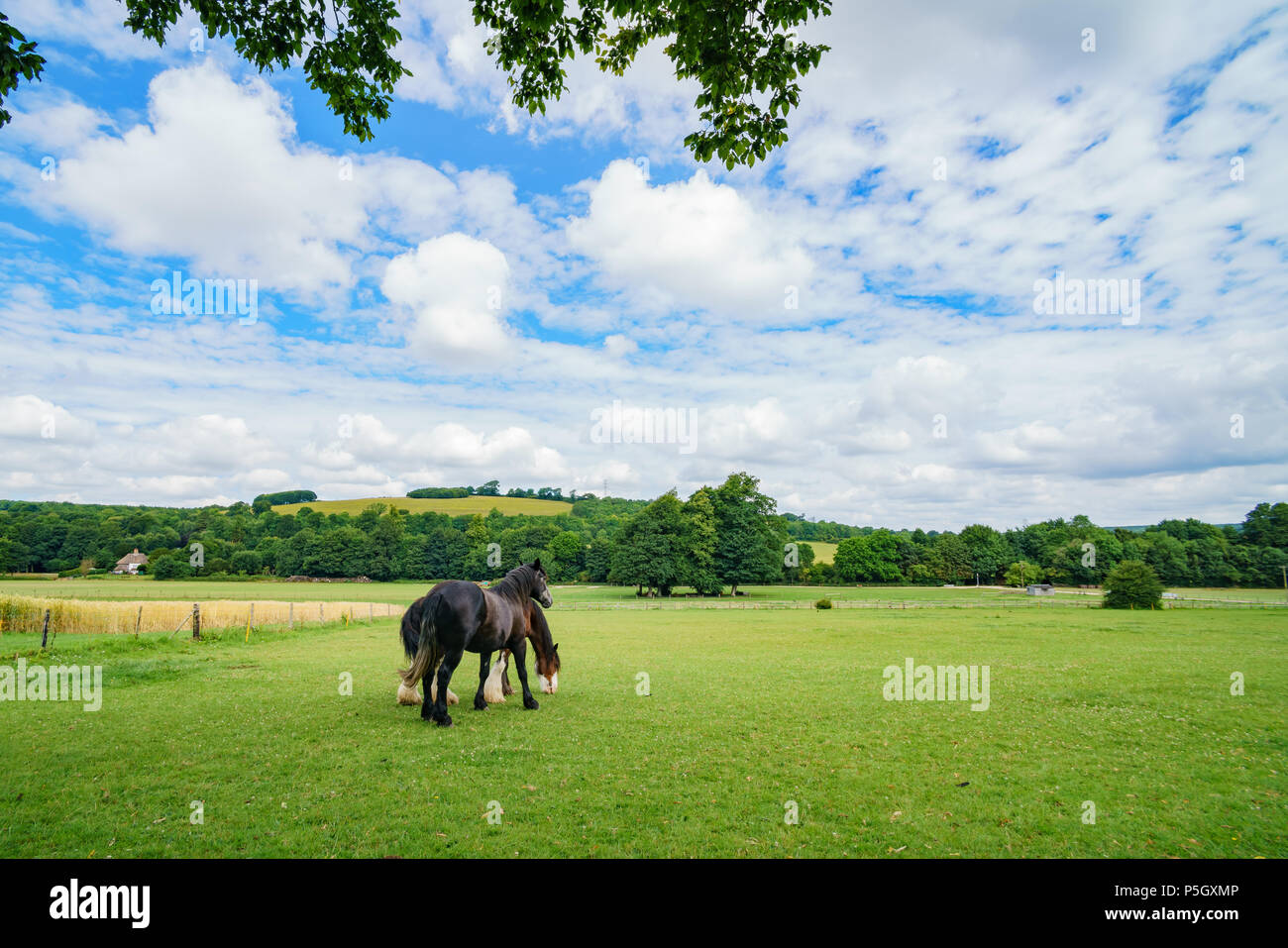 Passeggiate a cavallo nel Weald & Downland museo vivente, Chichester, Regno Unito Foto Stock