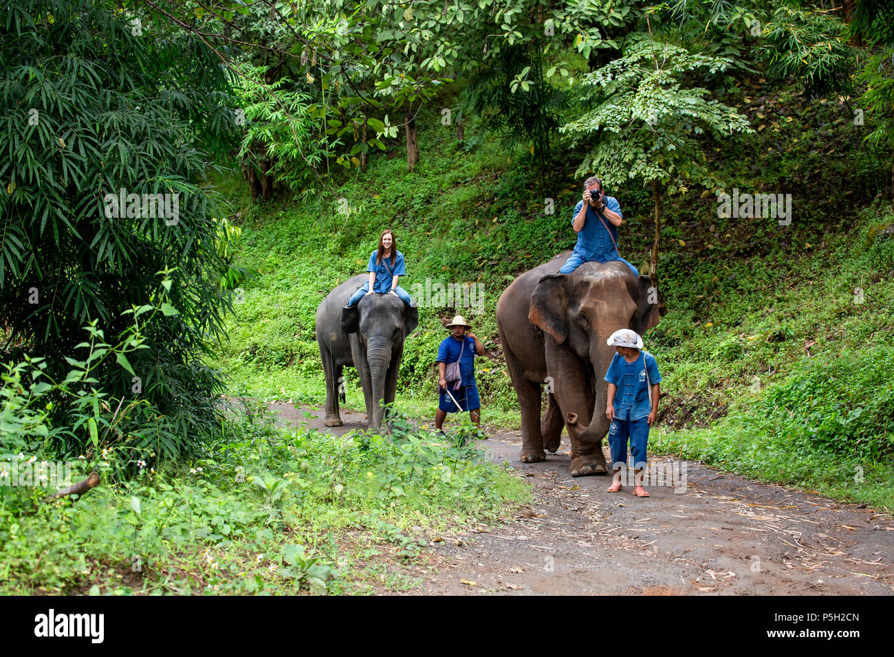 Persone a cavallo gli elefanti asiatici (Elephas maximus) nel sentiero nella giungla, Thai Elephant Home elephant farm, Keudchang Maetang, Chiang Mai, Thailandia Foto Stock