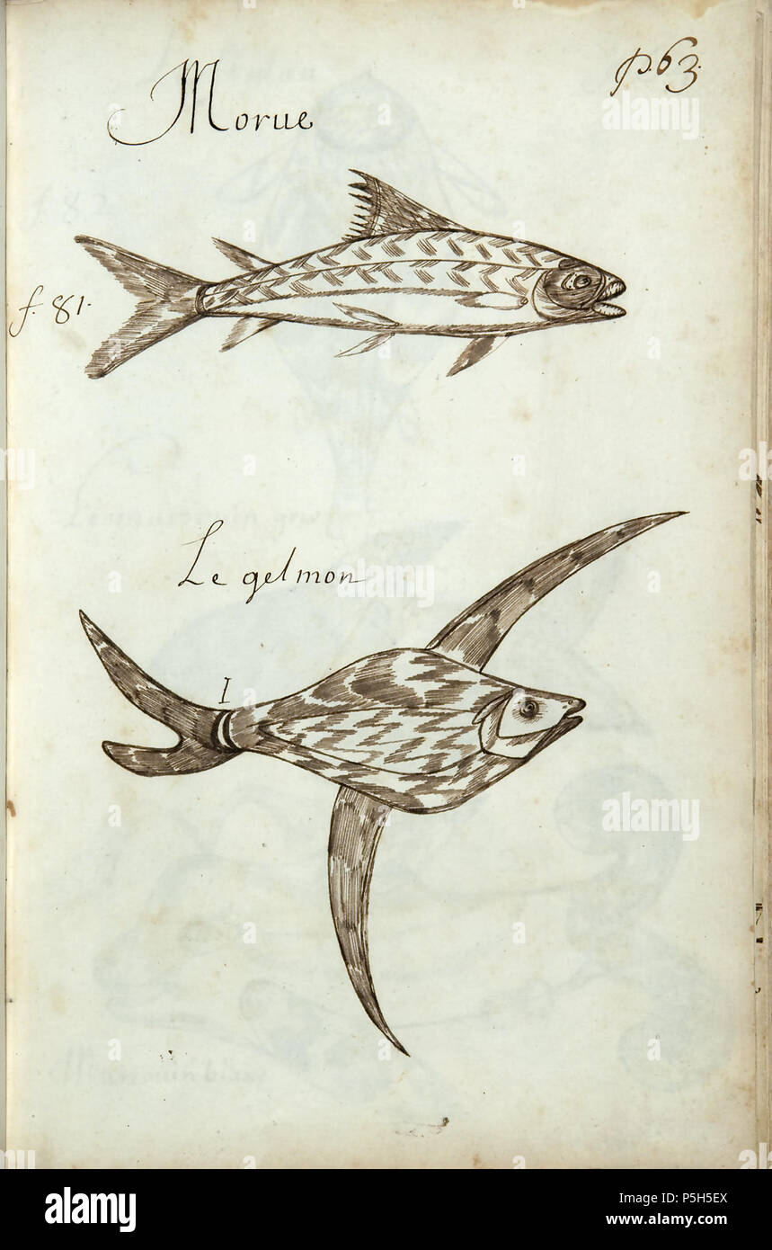 N/A. Français : Codex canadensis, p. 63 Morue 1 Le gelmon inglese: Cod 1 tonno bianco alalunga . circa 1675-82. Louis Nicolas (1634 - ca. 1682) 362 Codex canadensis, p. 63 Foto Stock