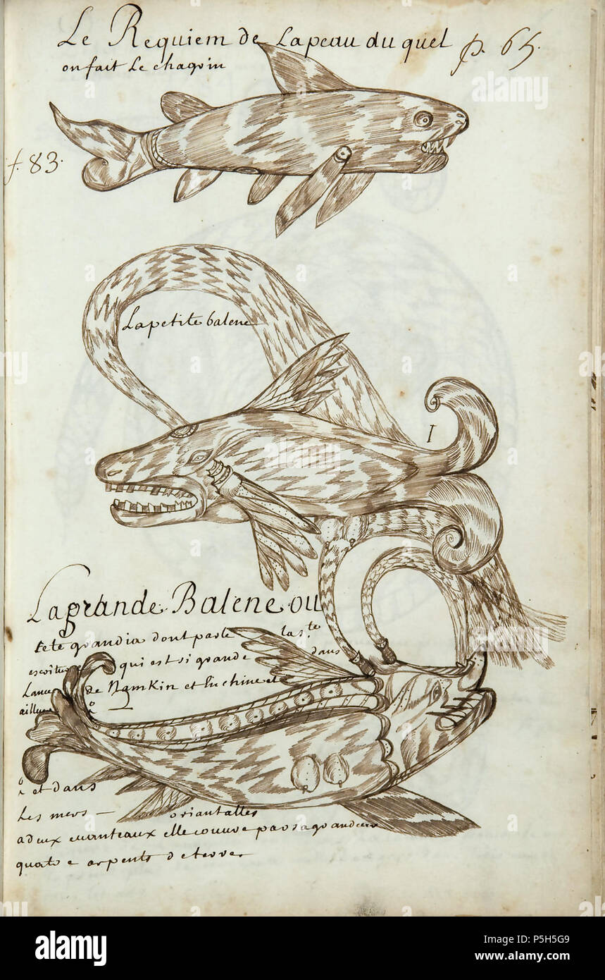 N/A. Français : Codex canadensis, p. 65 Le Requiem de la peau du tal / On fait le chagrin 1 la petite balene 2 La grande unità organizzativa di Balene / cete grandia dont parle la Ste. / Escriture qui est si grande dans / Lancia de Namkin et en chine et / ailleurs / et dans / les meri orientalles / a deux evanteaux elle couvre par sa grandeur / quatre arpents de terre inglese: lo squalo, dalla cui pelle zigrino è fatto 1 La piccola balena 2 la grande balena, o cete grandia, che è menzionata nelle Sacre Scritture e che è così grande in Nanjing Bay e in Cina e in altre parti del mondo e nella parte orientale di mari. Esso ha due Foto Stock