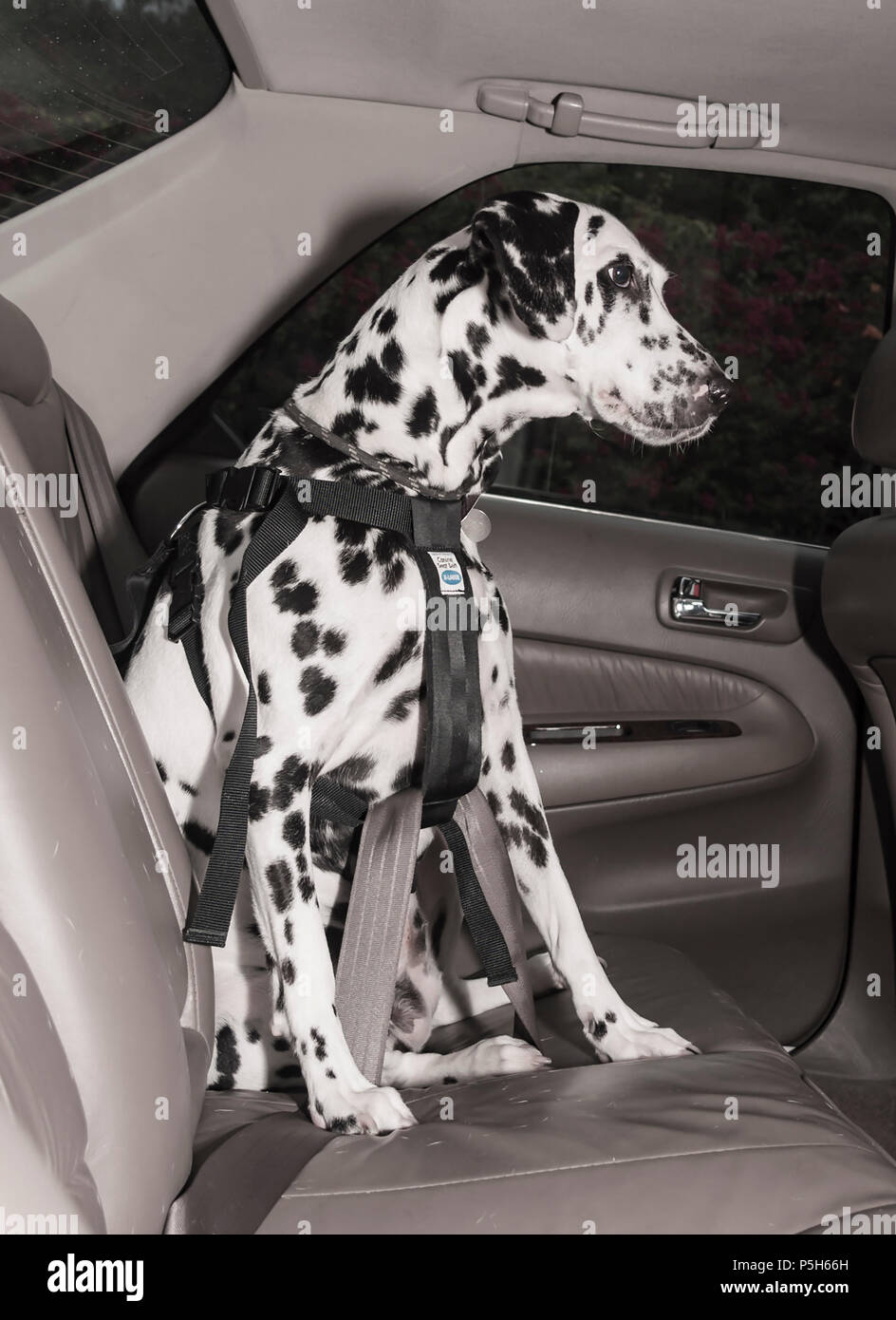 Grande cane dalmata conservati al sicuro nel sedile posteriore della vettura di indossare l'imbragatura di sicurezza signor © Myrleen Pearson. Ferguson Cate Foto Stock