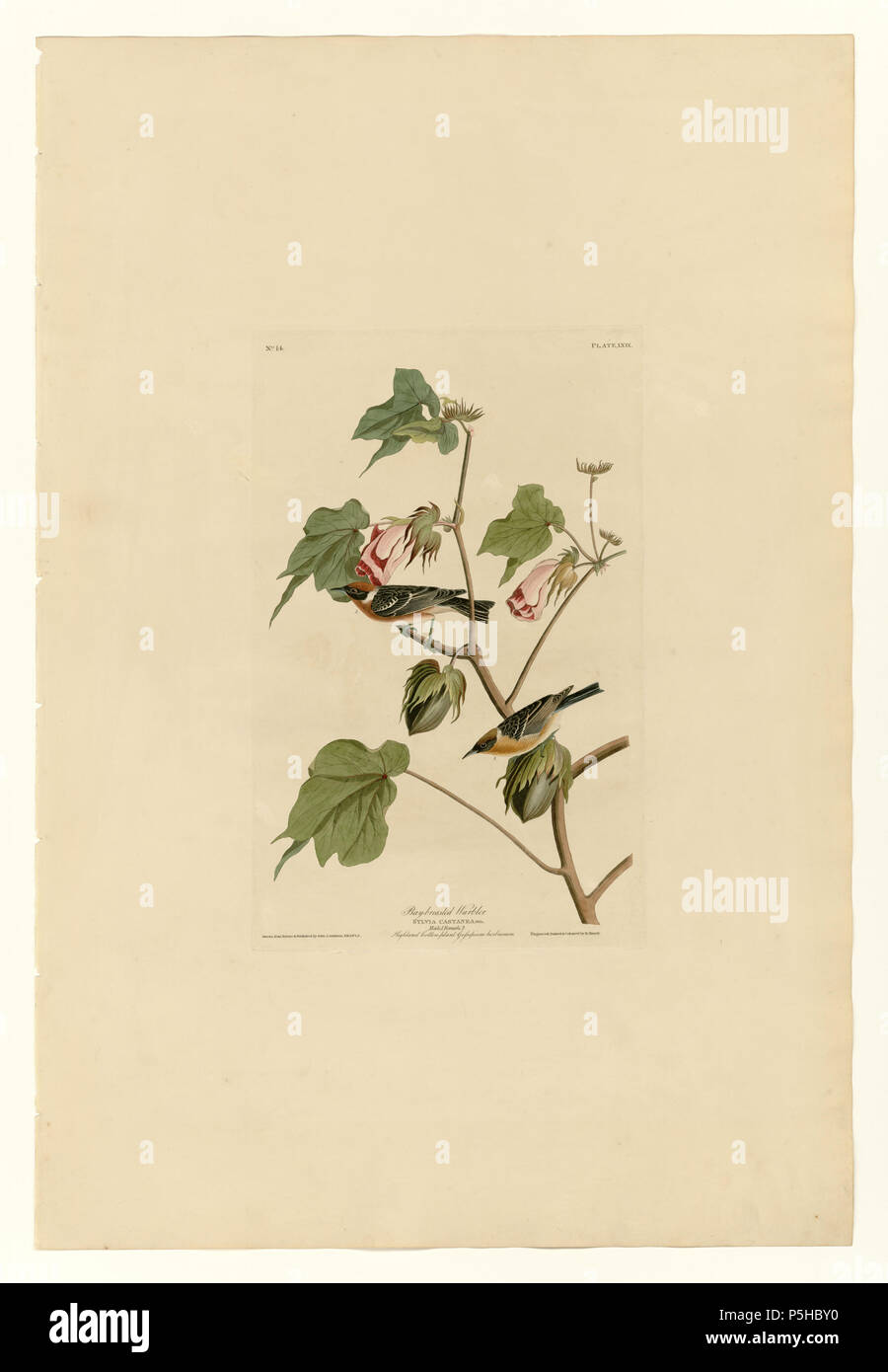 41 69 Bay-breasted trillo Foto Stock