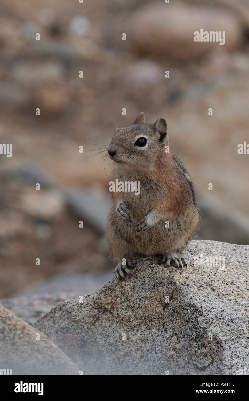 Questa massa di scoiattolo mantenuto in attesa di cibo (che io non ho fatto) Foto Stock