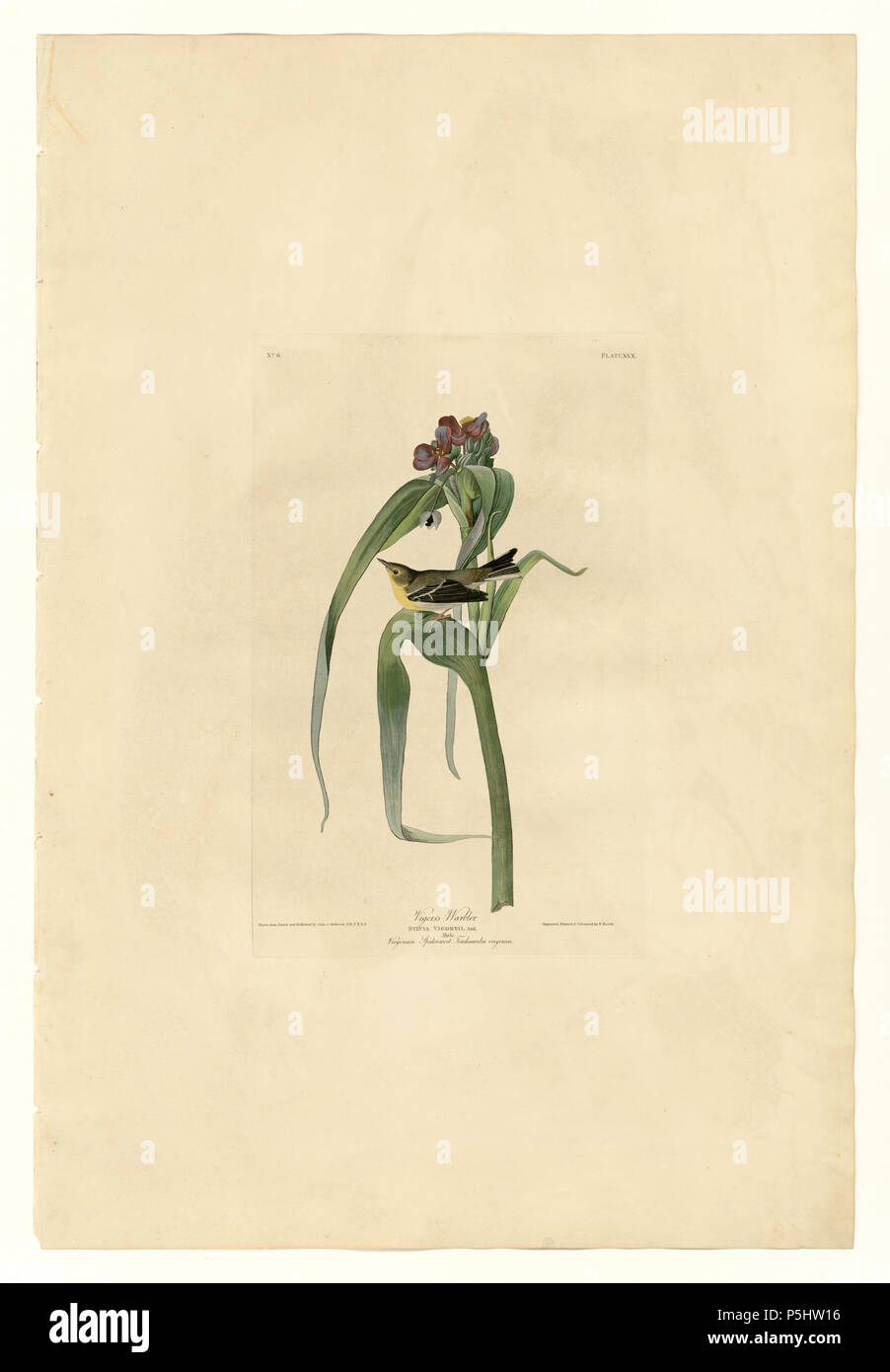 37 30 della Vigor trillo Foto Stock