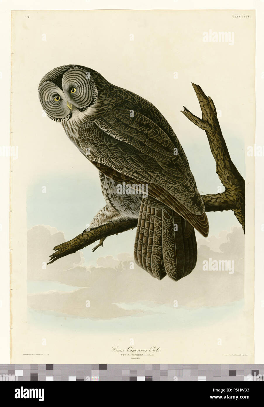 38 351 grande gufo Cinereous Foto Stock