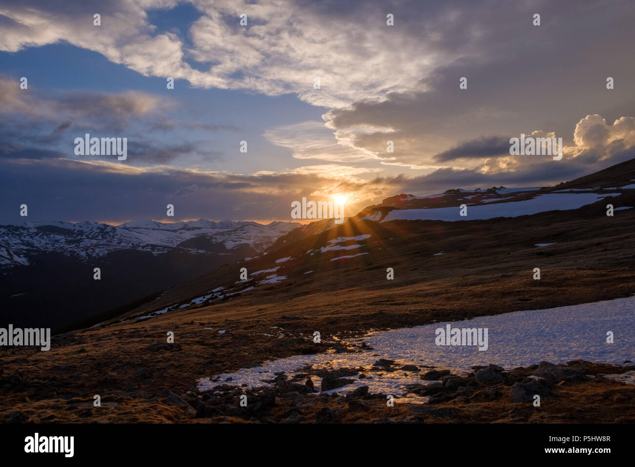 Due elk vacche la composizione di una controversia Foto Stock