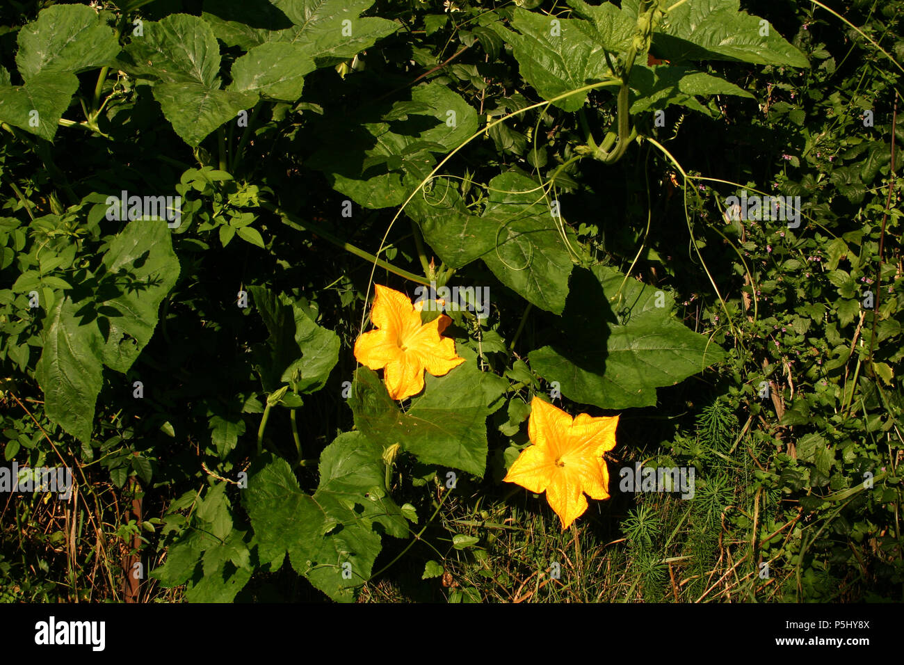 Vitigno di cetriolo con fiori Foto Stock