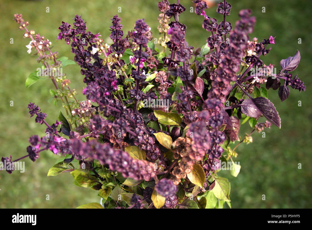 Purple Ruffles basilico coltivazione di piante a Bellevue, Washington, USA.  Questo potente basilico pigmentato ha foglie lucide e mantiene la sua  vivace, colore viola Foto stock - Alamy