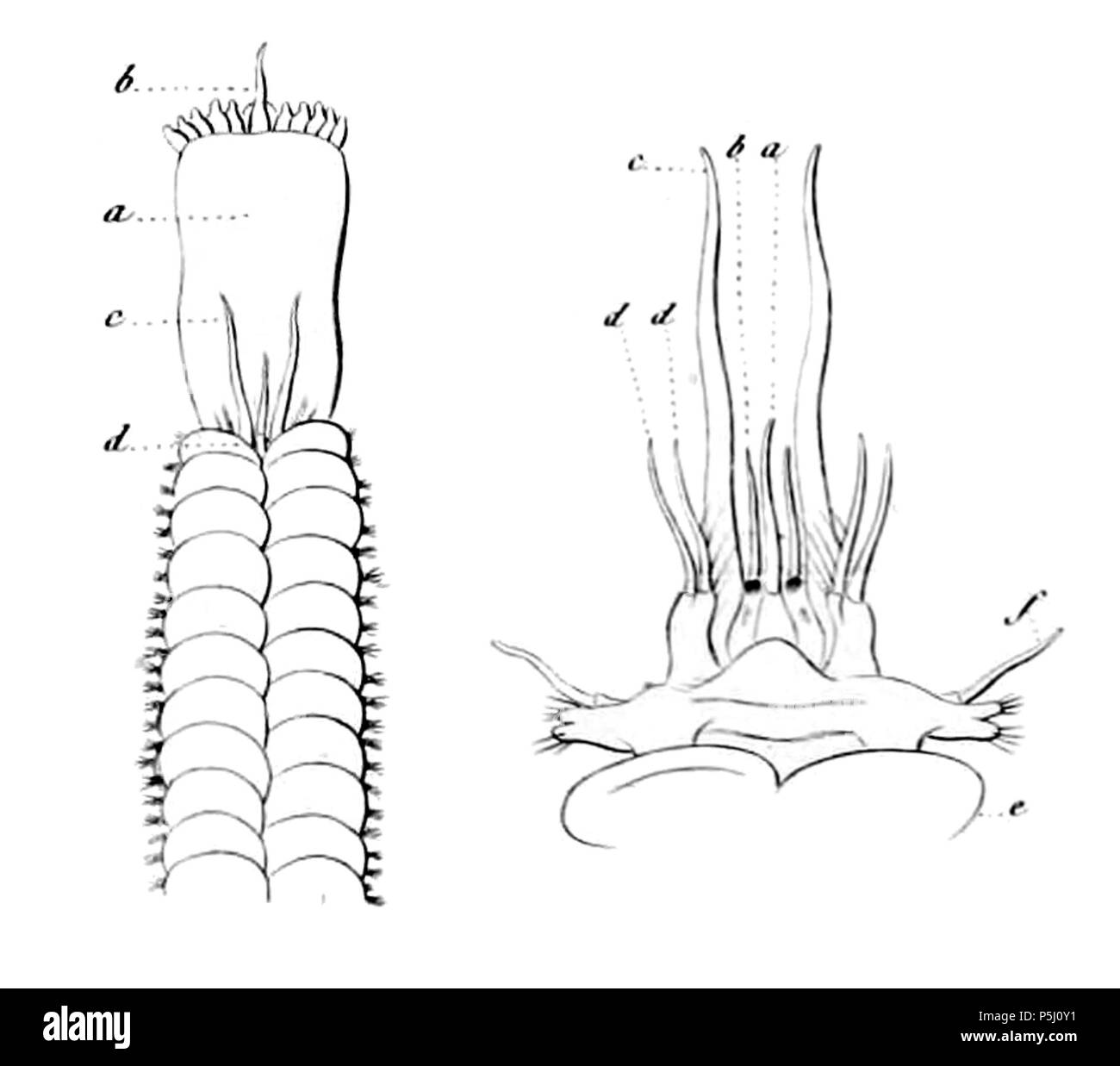 57 Acoetes pleei Foto Stock