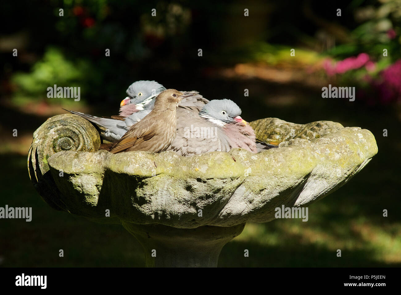 Wickford, Essex, Regno Unito. Il 27 giugno 2018. Regno Unito: Meteo due piccioni di legno e un giovane Starling tenere raffreddare in un bagno di uccelli in un giardino del Regno Unito su che cosa è stata un'altra giornata molto calda Credit: Ben rettore/Alamy Live News Foto Stock