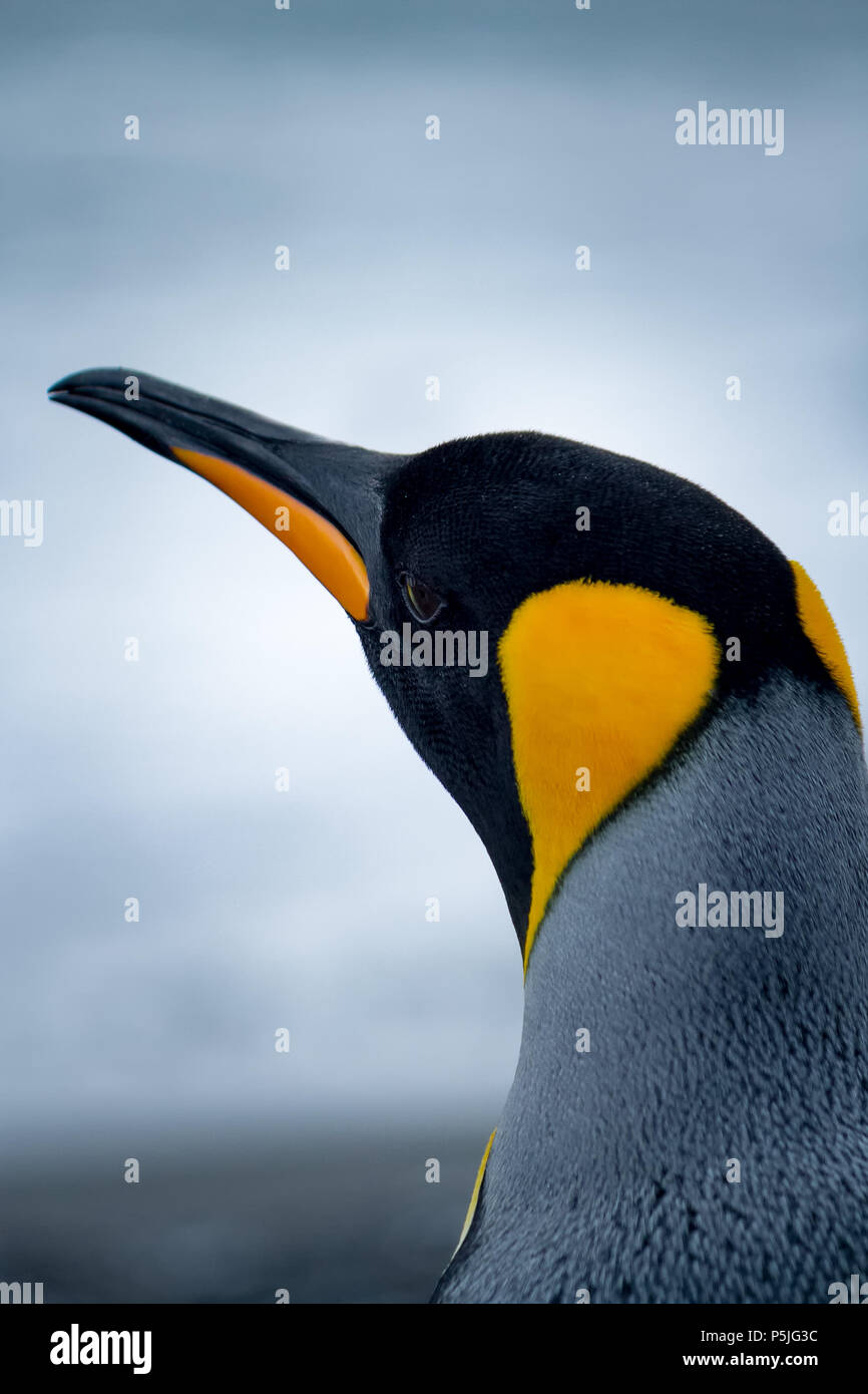 Unico re Penguin ritratto che guarda lontano dalla fotocamera Foto Stock