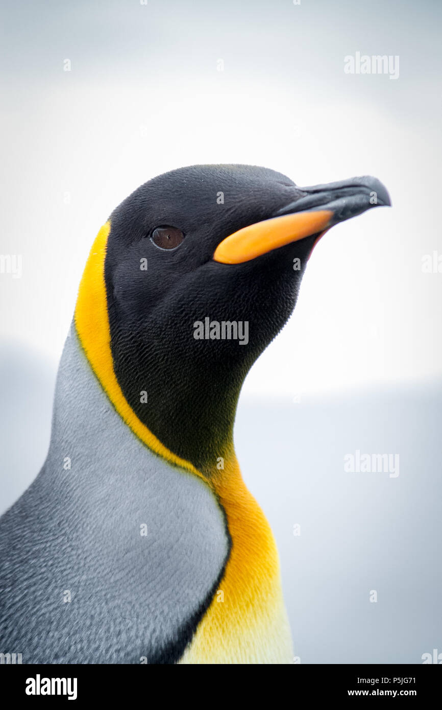 Unico re Penguin ritratto guardando la fotocamera Foto Stock