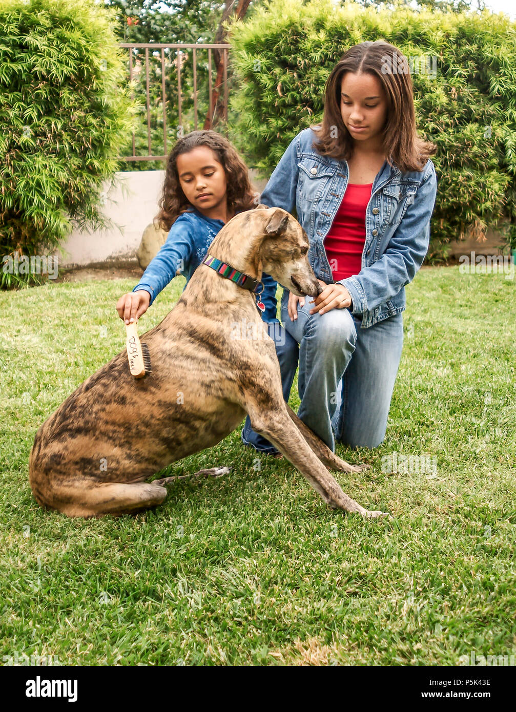 Due giovani sorella spazzolatura levriero con collare cane fuori sull'erba signor © Myrleen Pearson. Ferguson Cate Foto Stock