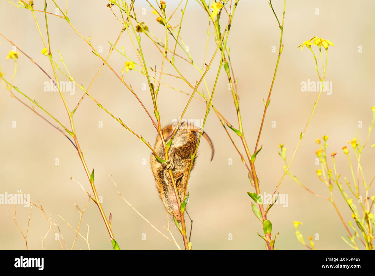 Mouse a strisce in fuga dopo alimentazione Foto Stock