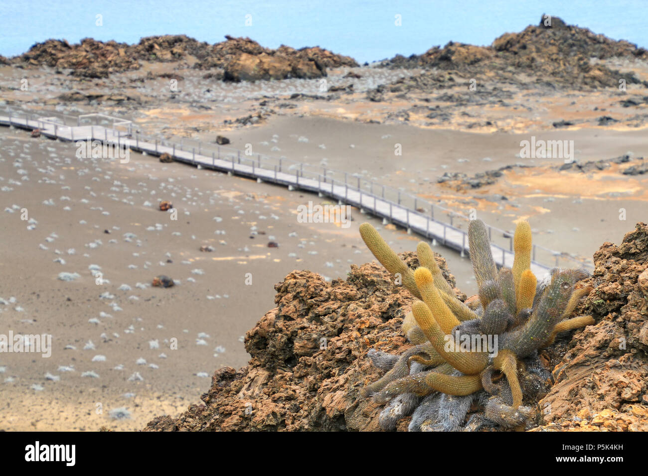 Cactus di lava che cresce su Bartolome isola in Galapagos National Park, Ecuador. La pianta è un colonizzatore di campi di lava e è endemica alle Galapagos i Foto Stock