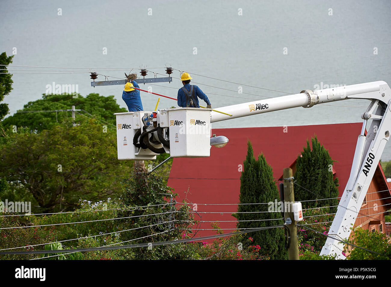 Lavoratori di elettricità chiaro vigneti che crescono i poli di alimentazione e provocando cortocircuiti e interruzioni di alimentazione - San Juan Cosala, Jalisco, Messico Foto Stock