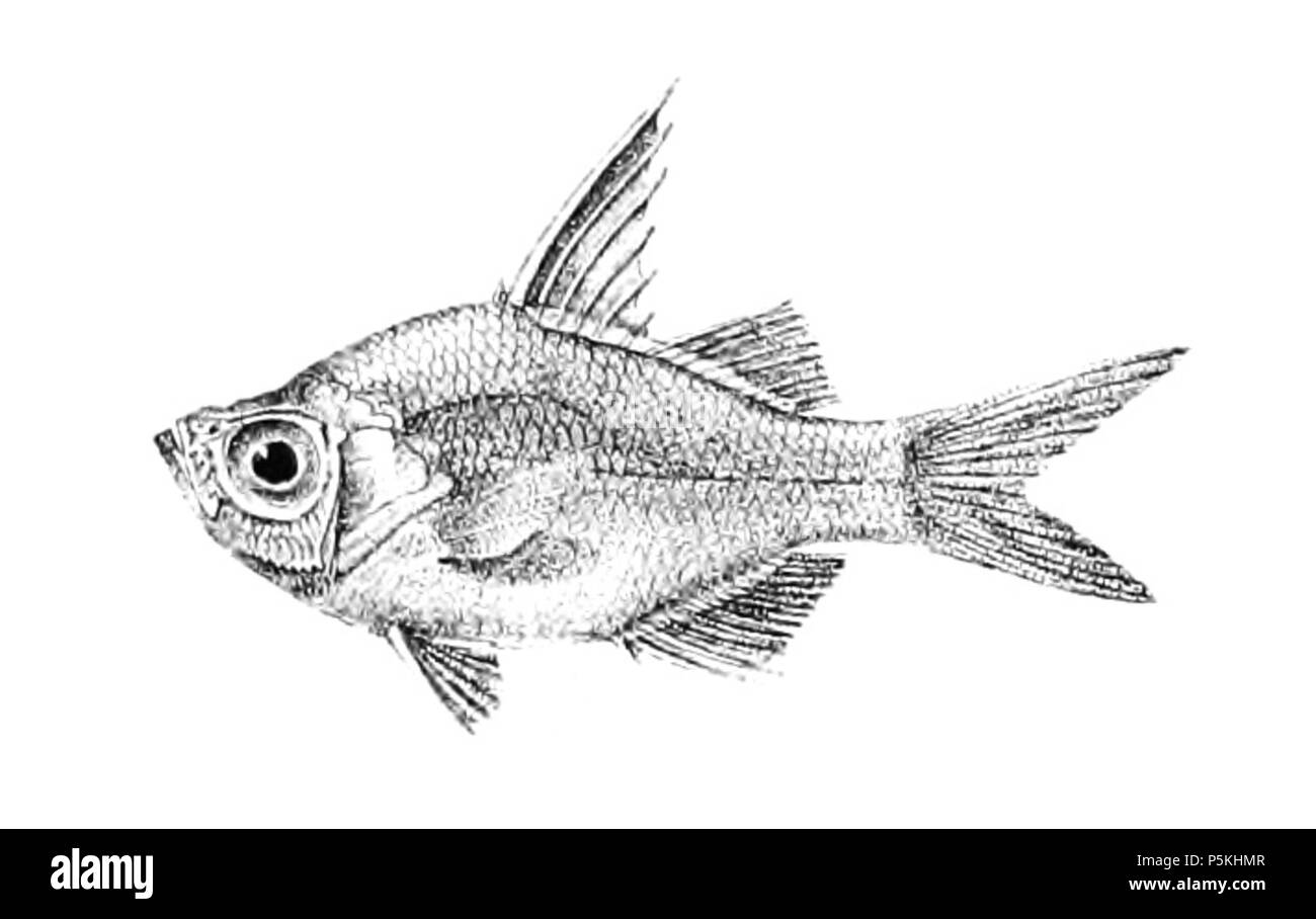 N/A. I nomi delle specie / identità bisogno di verifica. L'originale lastre mostravano i pesci rivolto verso destra e sono stati capovolti qui. Interrupta Ambassis . 1878. George Henry Ford (1808-1876) nomi alternativi G. H. Ford Descrizione artista Data di nascita e morte 20 Maggio 1808 1876 Luogo di nascita e morte Cape Colony London Authority control : Q17105498 VIAF:317102730 LCCN:n2015185868 WorldCat 92 Ambassis interrupta Ford 15 Foto Stock