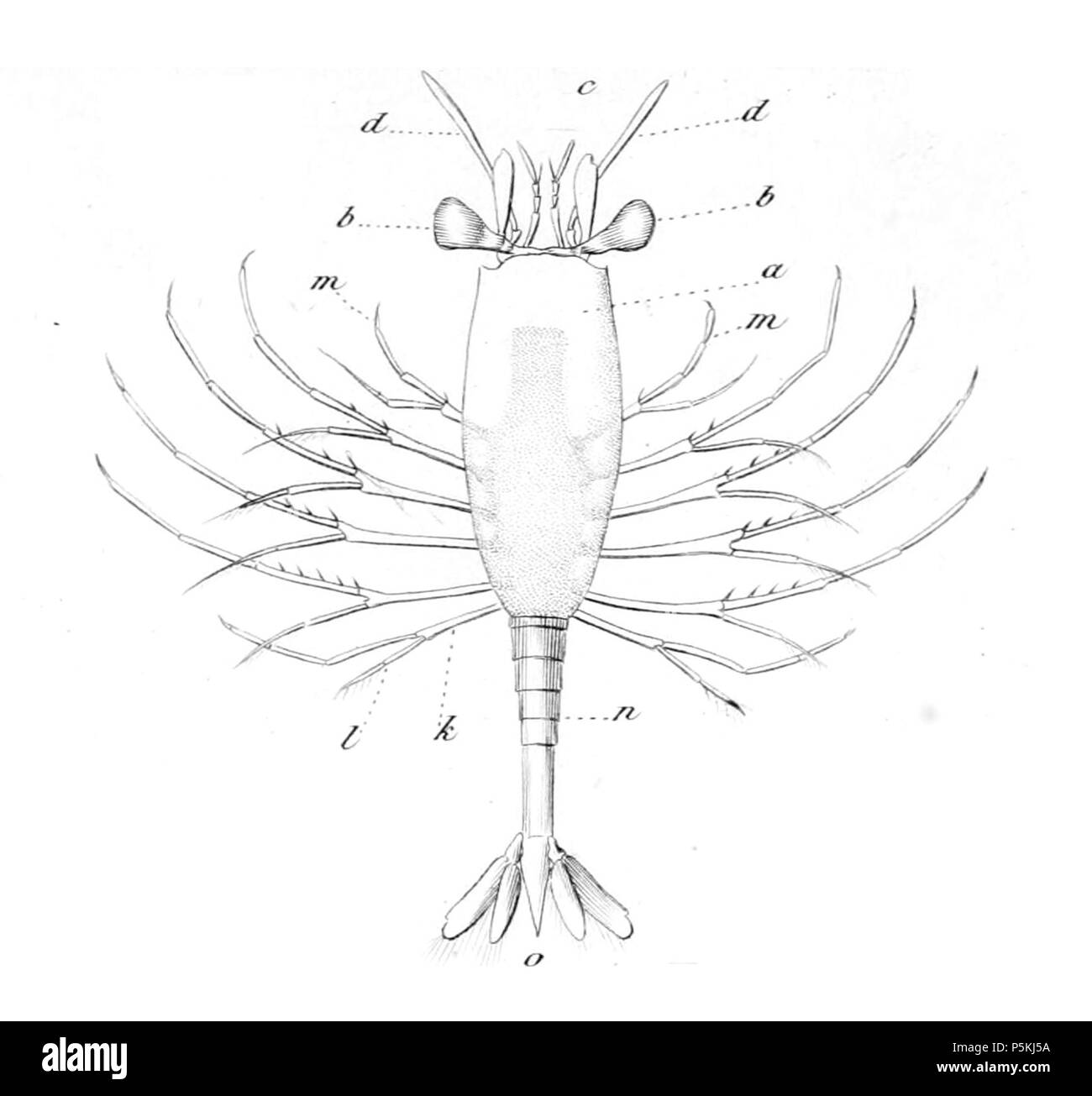 94 Amphionides reynaudii larve Foto Stock