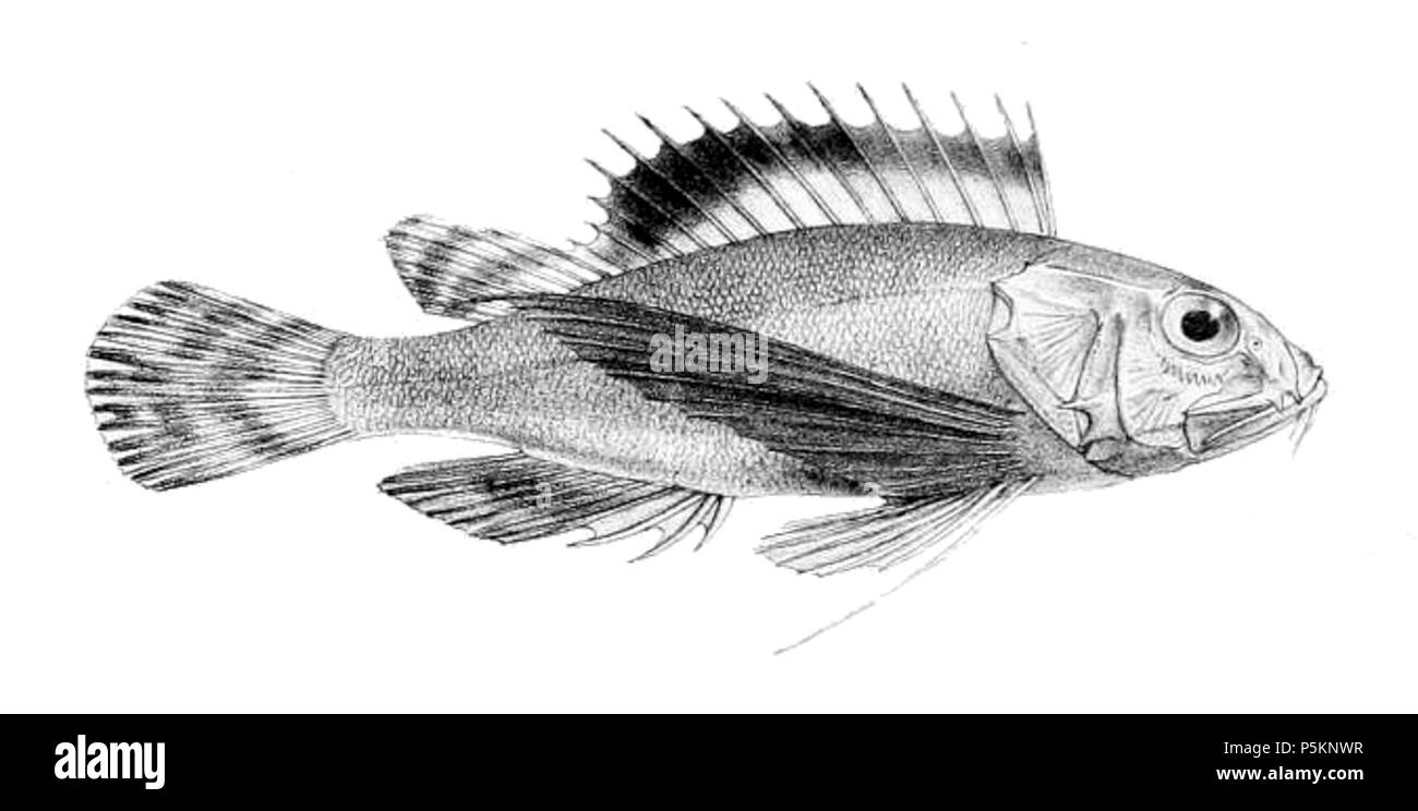 114 Apistus carinatus (Giorno) Foto Stock