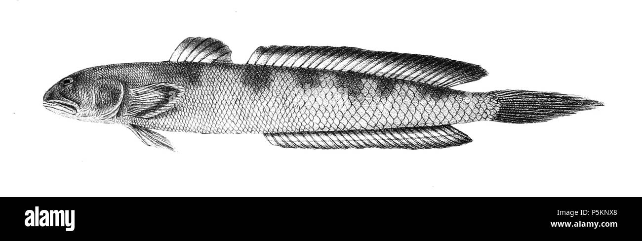 N/A. Parapocryptes serperaster syn. Apocryptes serperaster i nomi delle specie / identità bisogno di verifica. L'originale lastre mostravano i pesci rivolto verso destra e che sono stati capovolti qui. Apocryptes serperaster . 1878. George Henry Ford (1808-1876) nomi alternativi G. H. Ford Descrizione artista Data di nascita e morte 20 Maggio 1808 1876 Luogo di nascita e morte Cape Colony London Authority control : Q17105498 VIAF:317102730 LCCN:n2015185868 WorldCat 114 Apocryptes serperaster Ford 66 Foto Stock