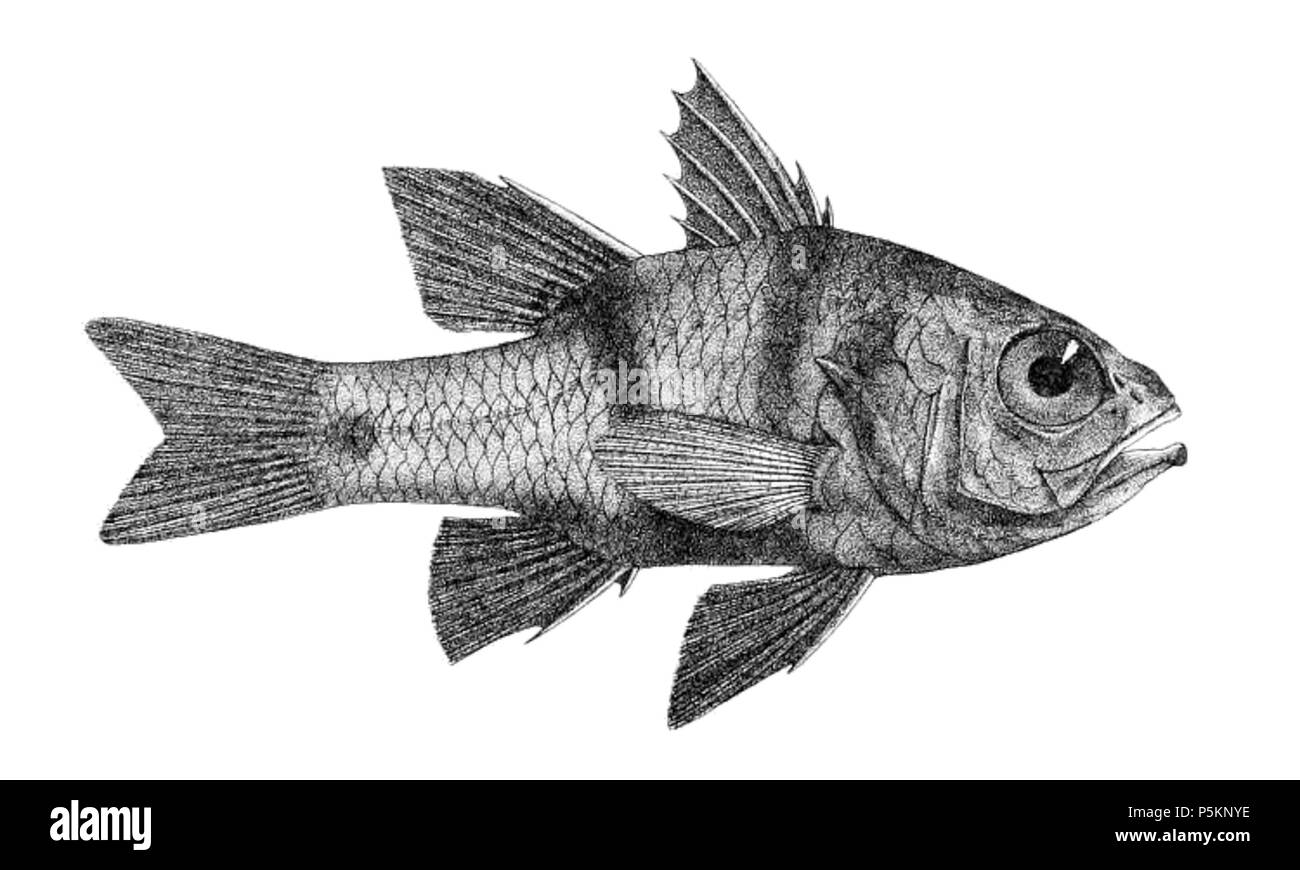 115 Apogonichthyoides taeniatus (Giorno) 2 Foto Stock