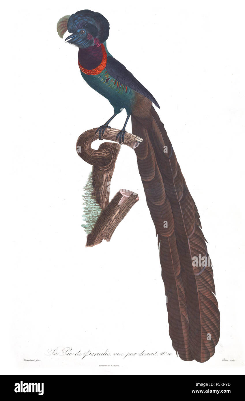 N/A. Arfak Astrapia Astrapia nigra . 1801. Jacques Barraband (1767-1809) nomi alternativi Jacques Baraban; Baraband d'Aubusson; Jacques Barraban; M. Baraband; Baraban Descrizione artista francese Data di nascita e morte 31 Agosto 1767 1 ottobre 1809 Luogo di nascita e morte di Aubusson, Creuse Lyon sede di lavoro Egitto; Parigi (1785-1807); Lione (1807-1809) Autorità di controllo : Q3158196 VIAF:74094332 ISNI:0000 0001 1672 6 664 ULAN:500011412 LCCN:N85819567 NLA:35773957 WorldCat 121 Arfak Astrapia Barraband Foto Stock