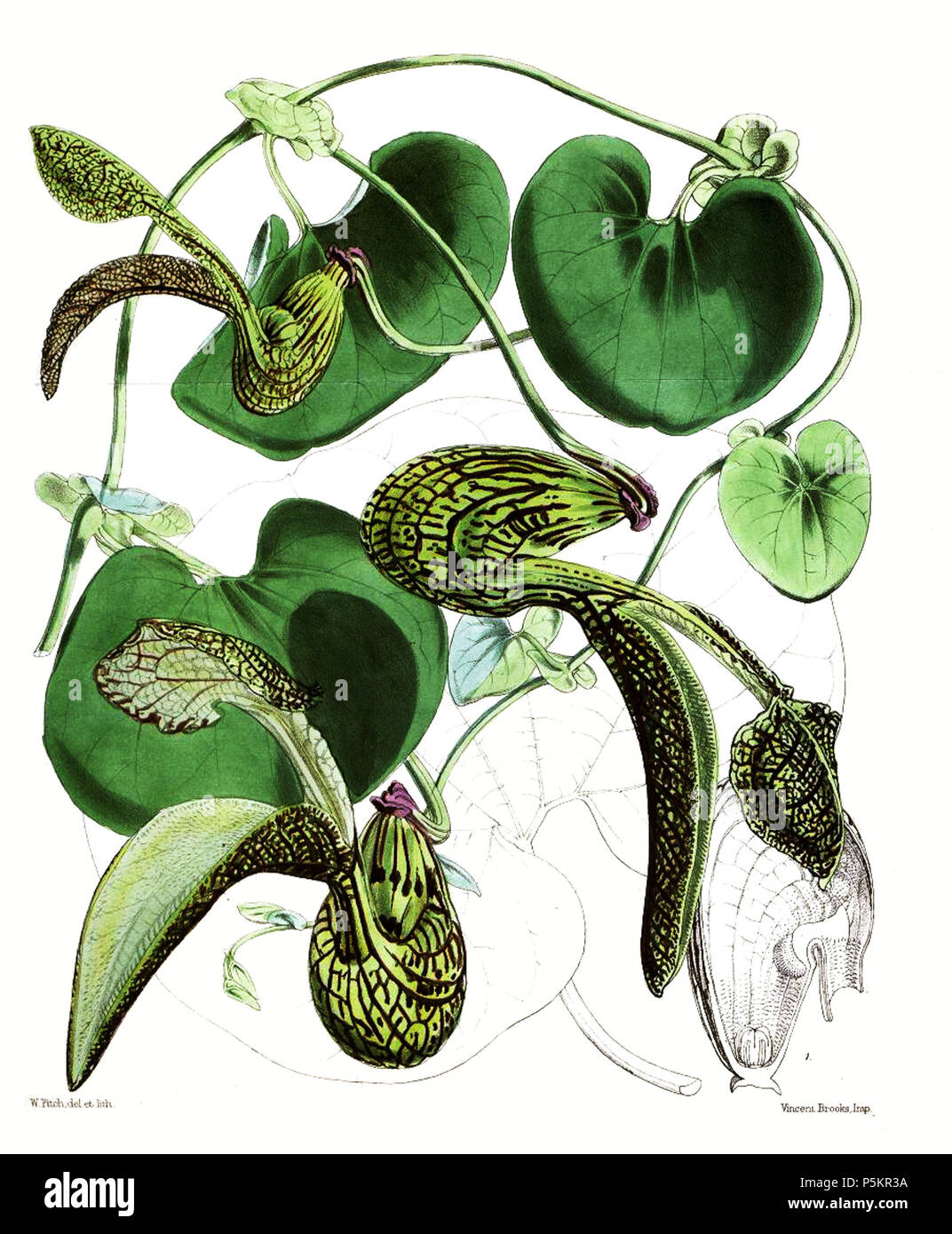 N/A. Aristolochia ringens da Walter Fitch . 1868. Walter Hood Fitch (1817-1892) nomi alternativi W. H. Fitch; Walter H. Fitch; Fitch Descrizione incisore britannico e botanico, Data di nascita e morte 28 Febbraio 1817 14 gennaio 1892 Luogo di nascita e morte Glasgow Londra periodo di lavoro 1834-1888 competente controllo : Q1102060 VIAF:12458289 ISNI:0000 0000 8091 8938 ULAN:500124398 LCCN:N79120942 NLA:36553990 WorldCat 122 Aristolochia ringens Fitch Foto Stock