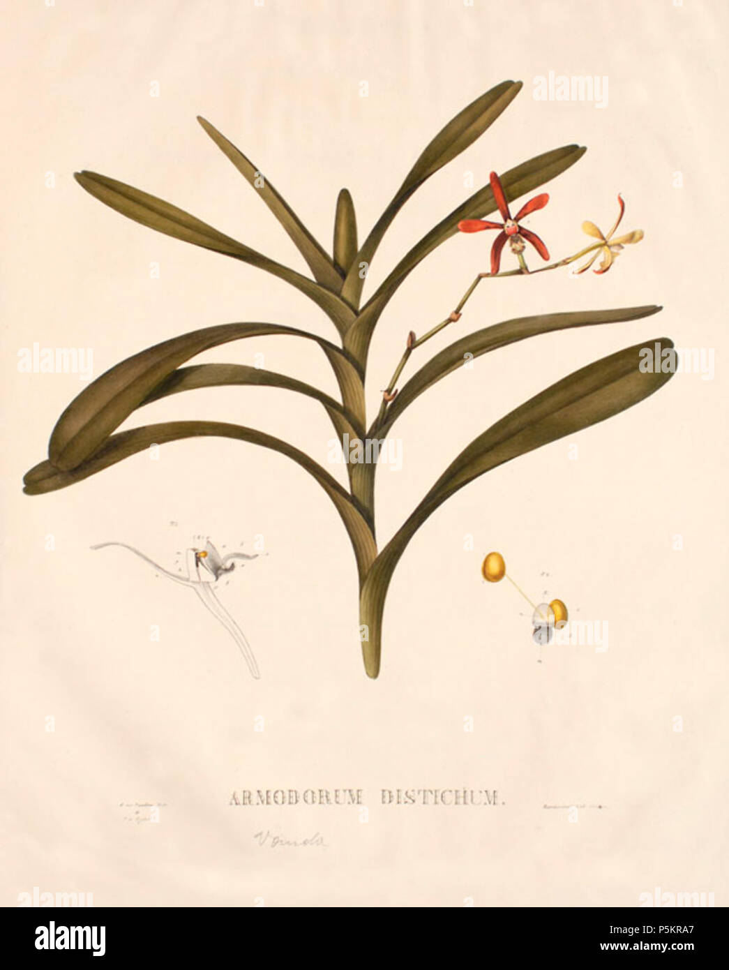 N/A. Inglese: Orchid Armodorum distichum (Armodorum sulingi Schlechter, 1911), disegno van Raalten, da van Breda, 1827. Deutsch: Orchidee Armodorum distichum (Armodorum sulingi Schlechter, 1911), Zeichnung van Raalten, aus van Breda, 1827. 1828. Jakob Gijsbert Samuel van Breda (1788-1867) 125 Armodorum distichum Foto Stock