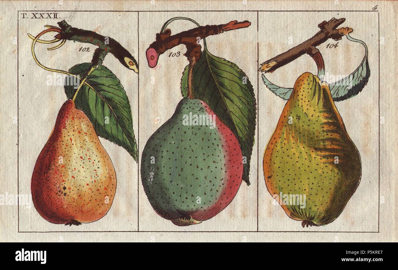 Pere della varietà, Pyrus communis: Lorenz pera 102, Bell pera 103 e Virgouleuse 104. Handcolored incisione su rame di una illustrazione botanica da G. T. Wilhelm 'Unterhaltungen aus der Naturgeschichte' (Enciclopedia di Storia Naturale), Vienna, 1816. Gottlieb Tobias Wilhelm (1758-1811) era un pastore bavarese e naturalista ad Augsburg, dove la prima edizione è stata pubblicata. Foto Stock