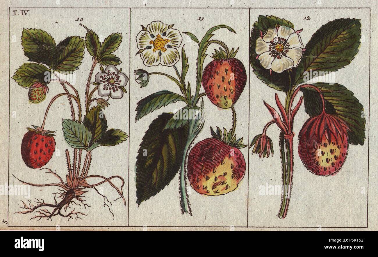 Fragole di bosco e Virginia fragola. . Fragaria vesca, Fragaria elatior, Fragaria virginiana. . Handcolored incisione su rame da G. T. Wilhelm 'Unterhaltungen aus der Naturgeschichte' (Enciclopedia della storia naturale) 1820. Gottlieb Tobias Wilhelm (1758-1811) era un pastore bavarese e naturalista ad Augsburg, dove la prima edizione è stata pubblicata. Foto Stock