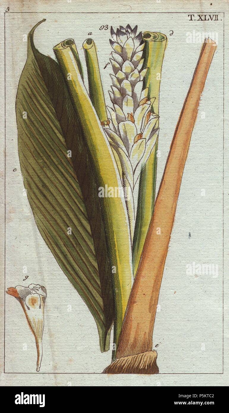 Curcuma piante e fiori. . Curcuma rotunda. . Handcolored incisione su rame da G. T. Wilhelm 'Unterhaltungen aus der Naturgeschichte' (Enciclopedia della storia naturale) 1820. Gottlieb Tobias Wilhelm (1758-1811) era un pastore bavarese e naturalista ad Augsburg, dove la prima edizione è stata pubblicata. Foto Stock