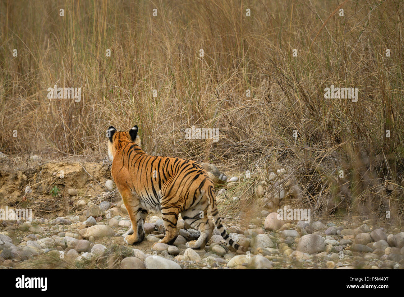 Femmina aggressiva tigre del Bengala mimetizzata sulla prateria di allerta permanente in attesa di cacciare la sua preda su un luminoso giorno di sole in estate indiana Foto Stock