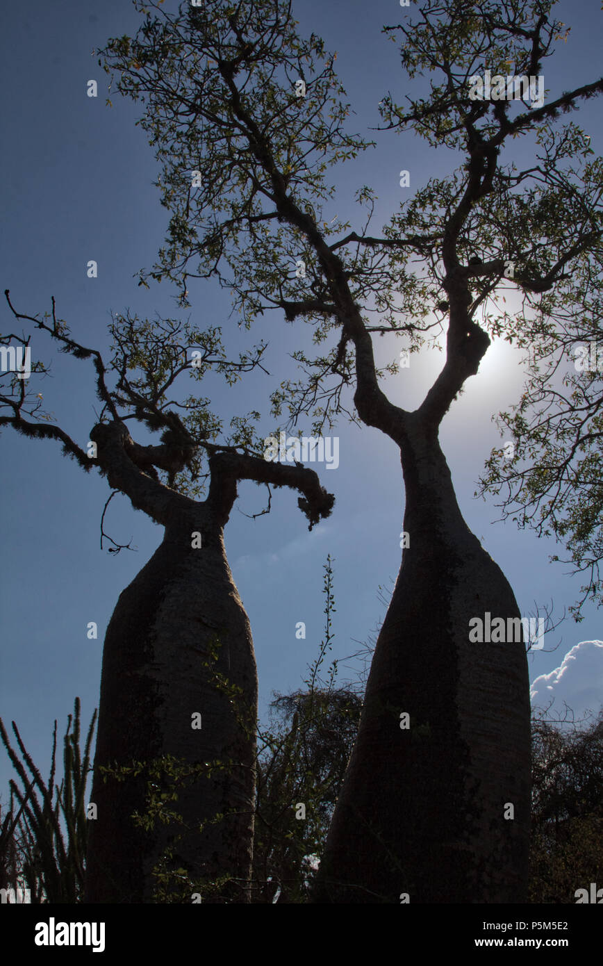 Baobab, silhouette, Raniala Riserva Naturale, Madagascar Foto Stock