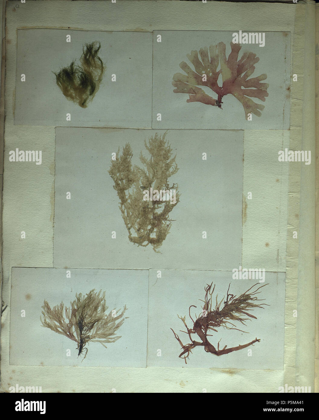 N/A. Français : Image extraite de : ' Algues marines : souvenir d'une campagne Autour du monde, pendant Les années 1858, 1859, 1860 et 1861 sur la corvette de 1er ha squillato la Thisbé ' Numérisation d'onu conservé manuscrit à la Bibliothèque municipale de Brest, Francia. Les échantillons d'algues séchées, de taille variabile, sont montés sur petites feuilles de papier fort, elles-mêmes assemblées au recto et au verso de des feuillets de l'album. Aucune légende n'est indiquée. Tra il 1858 e il 1861. Emile Carot 85 Algues marines 9 Foto Stock