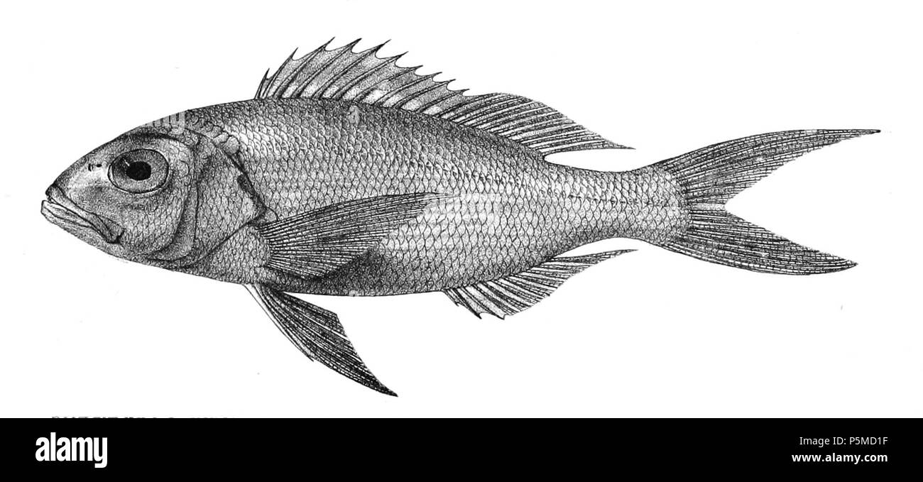 N/A. I nomi delle specie / identità bisogno di verifica. L'originale lastre mostravano i pesci rivolto verso destra e sono stati capovolti qui. Anthias multidens . 1878. George Henry Ford (1808-1876) nomi alternativi G. H. Ford Descrizione artista Data di nascita e morte 20 Maggio 1808 1876 Luogo di nascita e morte Cape Colony London Authority control : Q17105498 VIAF:317102730 LCCN:n2015185868 WorldCat 108 Anthias multidens Ford 7 Foto Stock