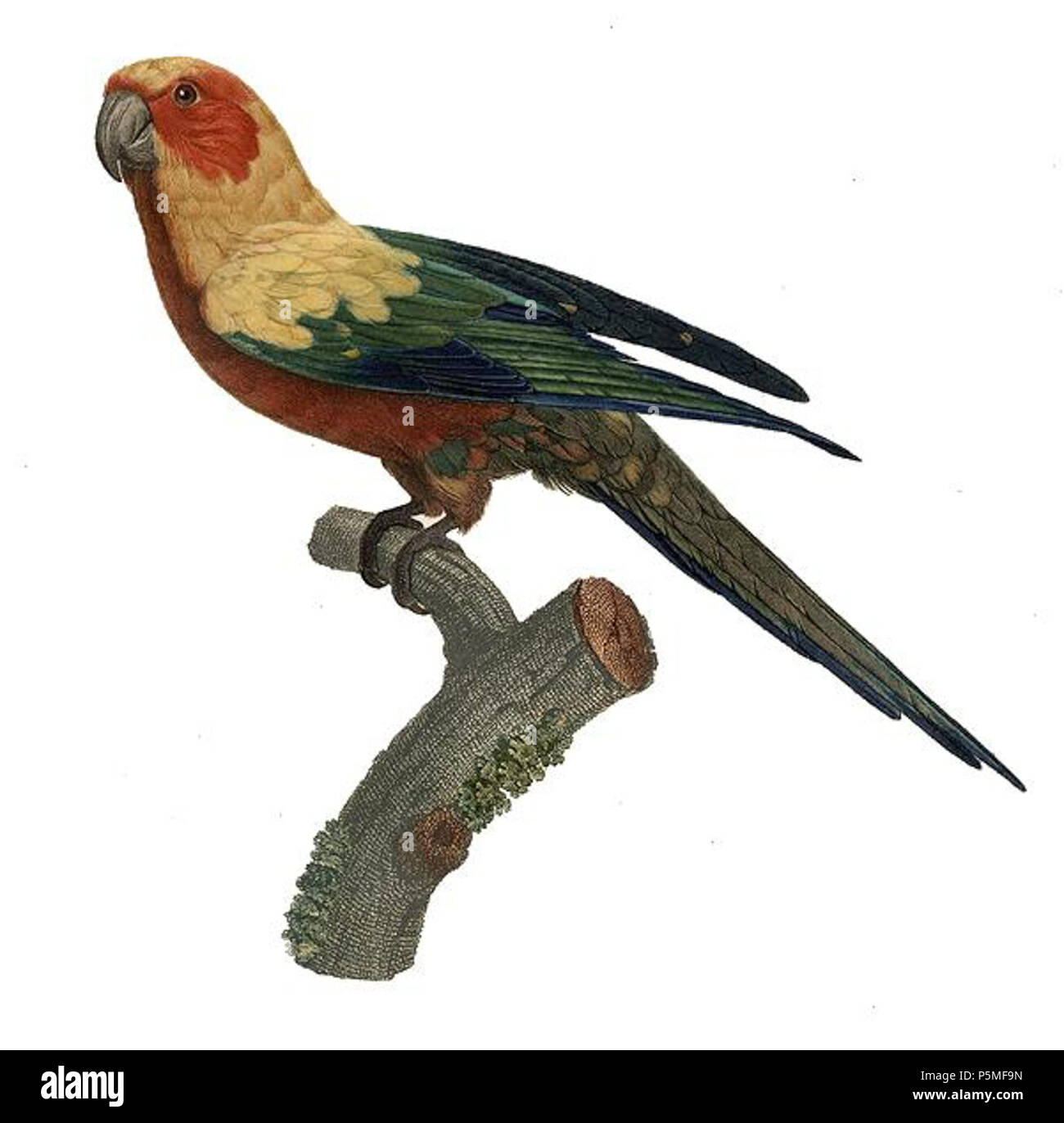 N/A. Inglese: illustrazione di Jacques Barraband. Descrizione originale: "Perruche Guarouba Ara femelle'. Da Histoire Naturelle des Perroquets (da François Levaillant, 1801-1805). Bird illustrata è Aratinga solstitialis Español: Ilustración de Jacques Barraband. Descripción originale: "Perruche Guarouba Ara femelle'. Incluído en Histoire Naturelle des Perroquets (de François Levaillant, 1801-1805). . Jacques Barraband (1767-1809) nomi alternativi Jacques Baraban; Baraband d'Aubusson; Jacques Barraban; M. Baraband; Baraban Descrizione artista francese Data di nascita e morte 31 Agosto 1767 1 Foto Stock