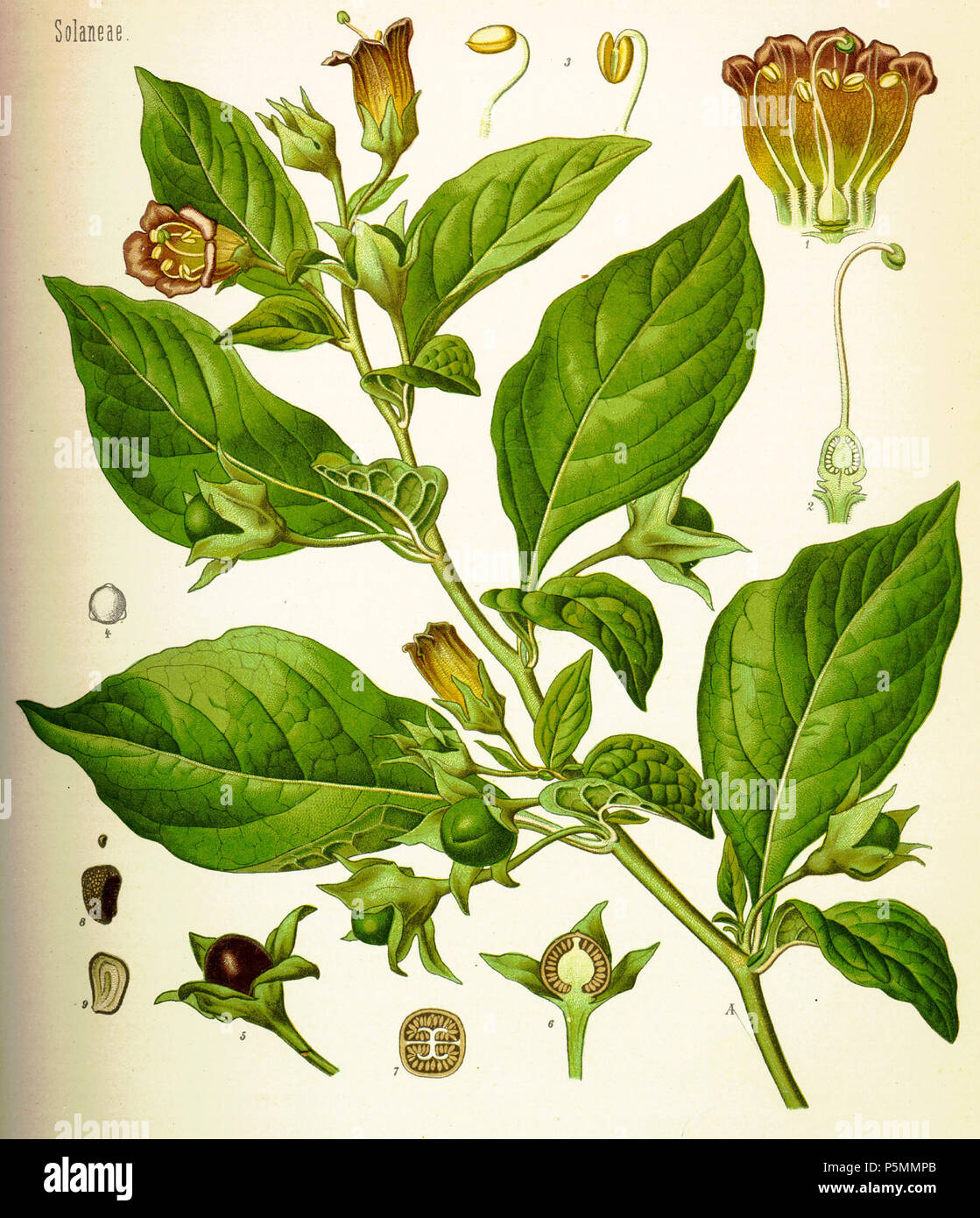 148 Atropa belladonna (Köhler) Foto Stock